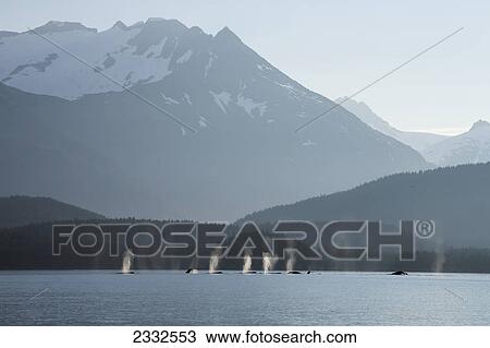 Stock Image - A group of humpback whales fill their lungs with air before returning to feed along a forested shoreline in inside passage; Alaska united states of america. Fotosearch