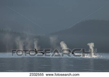 Stock Photography - A group of humpback whales fill their lungs with air before returning to feed along a forested shoreline in inside passage; Alaska united states of america. Fotosearch