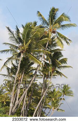 A group of palm trees on the shore; Honolulu oahu hawaii united states of america View Large Photo Image Stock Image - A group of palm trees on the shore; Honolulu oahu hawaii united states of america. Fotosearch