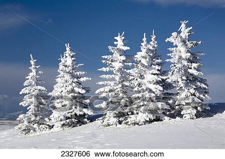 A grouping of snow covered evergreen trees on a snow covered hillside with blue sky; Alberta canada View Large Photo Image Stock Photograph - A grouping of snow covered evergreen trees on a snow covered hillside with blue sky; Alberta canada. Fotosearch
