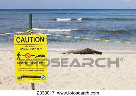 A hawaiian monk seal on the shore behind a protective barrier; Waikiki oahu hawaii united states of america View Large Photo Image Stock Photo - A hawaiian monk seal on the shore behind a protective barrier; Waikiki oahu hawaii united states of america. Fotosearch