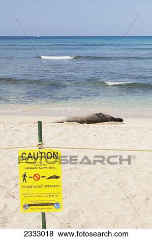 A hawaiian monk seal on the shore behind a protective barrier; Waikiki oahu hawaii united states of america View Large Photo Image Stock Photo - A hawaiian monk seal on the shore behind a protective barrier; Waikiki oahu hawaii united states of america. Fotosearch