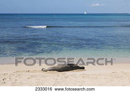 A hawaiian monk seal on the shore; Waikiki oahu hawaii united states of america View Large Photo Image Stock Photograph - A hawaiian monk seal on the shore; Waikiki oahu hawaii united states of america. Fotosearch