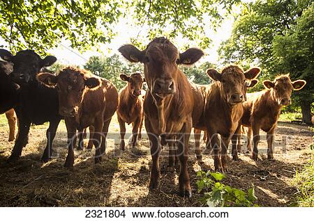 Picture - A Herd Of Cows Staring At The Camera; Northumberland England. Fotosearch