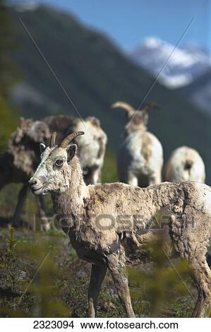 Picture - A herd of moulting bighorn sheep (ovis canadensis) in highwood pass; Kananaskis alberta canada. Fotosearch