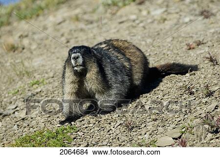 A Hoary Marmot In The Alpine. Skyline Trail, Jasper National Park, Alberta, Canada View Large Photo Image Picture - A Hoary Marmot In The Alpine. Skyline Trail, Jasper National Park, Alberta, Canada. Fotosearch