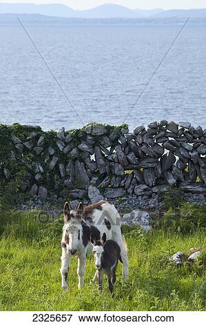 A horse and calf standing beside a stone wall at the water's edge; County clare ireland View Large Photo Image Stock Photo - A horse and calf standing beside a stone wall at the water's edge; County clare ireland. Fotosearch