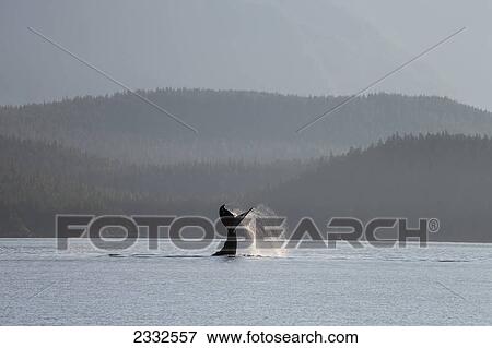 A humpback whale (megaptera novaeangliae) lays on its back and repeatedly pounds its flukes on the calm surface of the inside passage near juneau's forested coastline favorite channel; Alaska united states of america View Large Photo Image Stock Photo - A humpback whale (megaptera novaeangliae) lays on its back and repeatedly pounds its flukes on the calm surface of the inside passage near juneau's forested coastline favorite channel; Alaska united states of america. Fotosearch