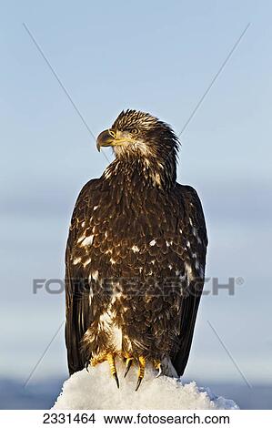 Picture - A juvenile bald eagle (haliaeetus leucocephalus) perched on a pile of snow; Homer alaska united states of america. Fotosearch