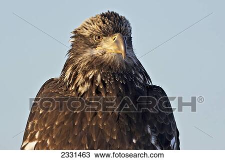 A juvenile bald eagle (haliaeetus leucocephalus); Homer alaska united states of america View Large Photo Image Stock Image - A juvenile bald eagle (haliaeetus leucocephalus); Homer alaska united states of america. Fotosearch
