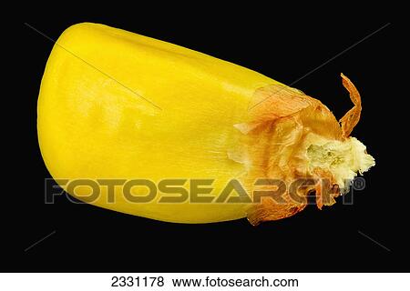 A kernel of corn on a black background; United states of america View Large Photo Image Stock Photo - A kernel of corn on a black background; United states of america. Fotosearch