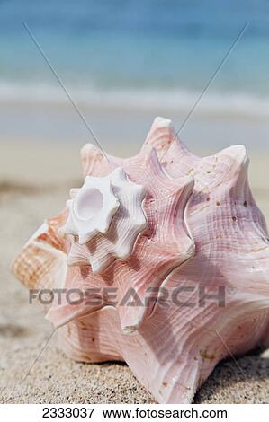 A large conch shell on the beach; Honolulu oahu hawaii united states of america View Large Photo Image Stock Photo - A large conch shell on the beach; Honolulu oahu hawaii united states of america. Fotosearch