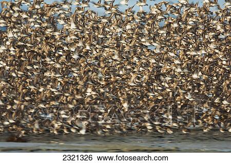 A Large Flock Of Birds In Flight At The Copper River Delta Shorebird Festival; Cordova Alaska United States Of America View Large Photo Image Stock Photograph - A Large Flock Of Birds In Flight At The Copper River Delta Shorebird Festival; Cordova Alaska United States Of America. Fotosearch