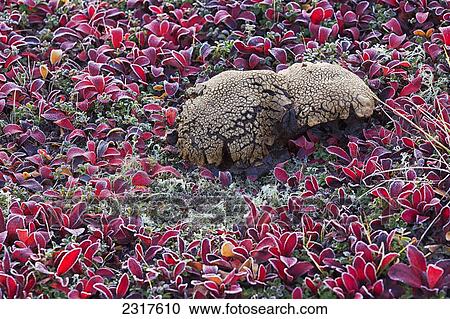 A Large Oddly Shaped Mushroom Surrounded By Bear Berry Plants On A Very Frosty Morning Along The Dempster Highway; Yukon Canada View Large Photo Image Stock Image - A Large Oddly Shaped Mushroom Surrounded By Bear Berry Plants On A Very Frosty Morning Along The Dempster Highway; Yukon Canada. Fotosearch