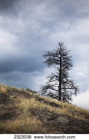 A large pine tree silhouetted against a stormy sky in an arid grassland; Kamloops british columbia canada View Large Photo Image Stock Photo - A large pine tree silhouetted against a stormy sky in an arid grassland; Kamloops british columbia canada. Fotosearch