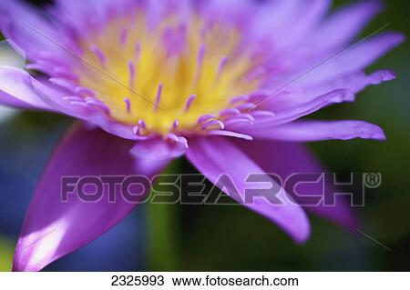 Stock Image - A lavender water lily close up.. Fotosearch