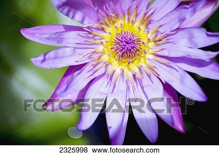 A lavender water lily close up. View Large Photo Image Stock Photo - A lavender water lily close up.. Fotosearch