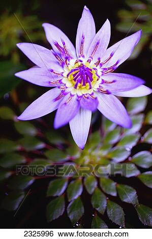Stock Photograph - A lavender water lily close up.. Fotosearch