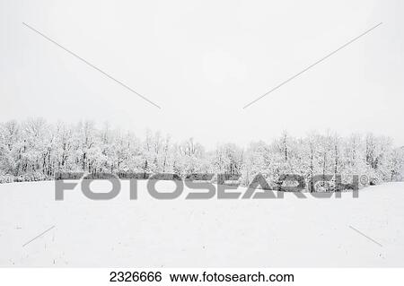 A line of trees on the edge of a field covered with snow; Ohio united states of america View Large Photo Image Stock Photograph - A line of trees on the edge of a field covered with snow; Ohio united states of america. Fotosearch