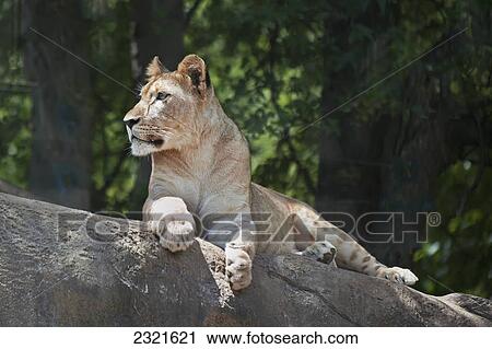 A Lion Rests On A Rock; Birmingham Alabama United States Of America View Large Photo Image Stock Image - A Lion Rests On A Rock; Birmingham Alabama United States Of America. Fotosearch