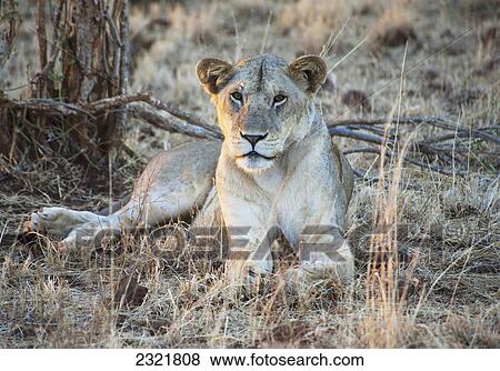 Stock Photo - A Lion Sits On The Grass Beside A Tree In The Maasai Mara National Reserve; Maasai Mara Kenya. Fotosearch