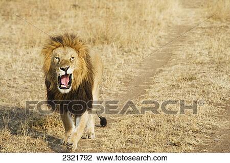 A Lion Yawning As He Walks Down A Worn Path In A Grass Field In The Maasai Mara National Reserve; Maasai Mara Kenya View Large Photo Image Stock Image - A Lion Yawning As He Walks Down A Worn Path In A Grass Field In The Maasai Mara National Reserve; Maasai Mara Kenya. Fotosearch