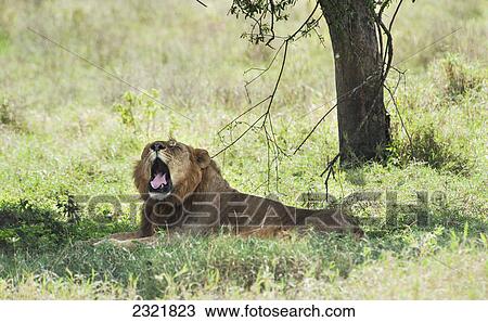 A Lion Yawns As It Lays In The Shade In The Maasai Mara National Reserve; Maasai Mara Kenya View Large Photo Image Stock Image - A Lion Yawns As It Lays In The Shade In The Maasai Mara National Reserve; Maasai Mara Kenya. Fotosearch