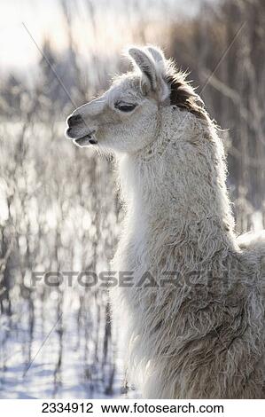 Stock Image - A llama backlit in winter; Alberta canada. Fotosearch