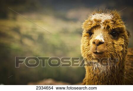 Picture - A Llama; Cuzco, Peru. Fotosearch