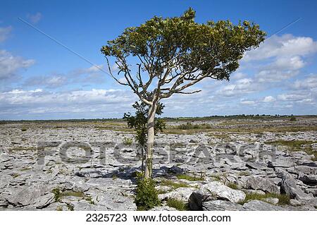 Stock Image - A lone tree at the edge of the burren; County galway ireland. Fotosearch
