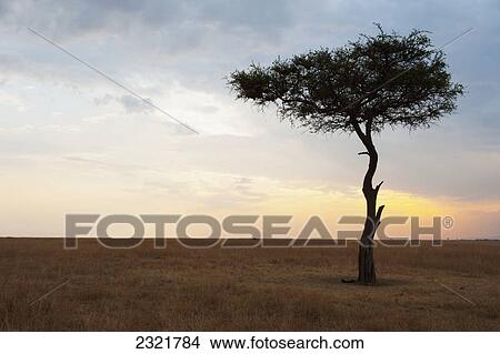 Picture - A Lone Tree On The Maasai Mara National Reserve Landscape At Sunset; Maasai Mara Kenya. Fotosearch