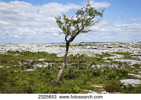 Stock Image - A lone tree standing in the rock garden in the burren; County clare ireland. Fotosearch