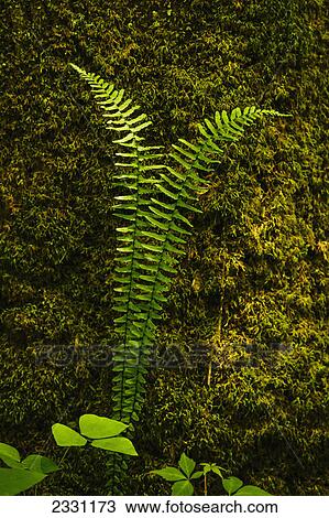 A lush fern growing in great smoky mountains national park; Tennessee united states of america View Large Photo Image Stock Image - A lush fern growing in great smoky mountains national park; Tennessee united states of america. Fotosearch
