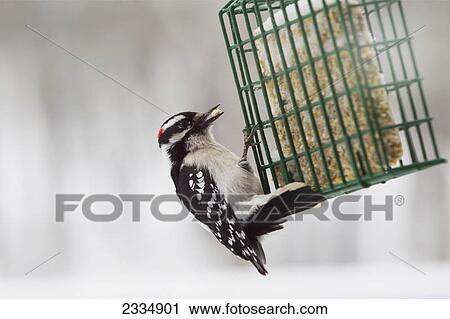 A Male Downy Woodpecker Picoides Pubescens Feeds At A Suet