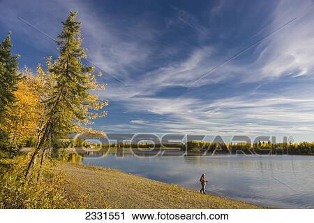 A man walking the beach at the chena lakes recreation area in autumn; Fairbanks alaska united states of america View Large Photo Image Stock Image - A man walking the beach at the chena lakes recreation area in autumn; Fairbanks alaska united states of america. Fotosearch