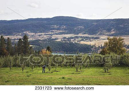Stock Image - A man working in an orchard in the okanagan; British columbia canada. Fotosearch