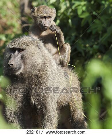 Stock Photo - A Monkey And It's Baby Sitting On Her Back In The Maasai Mara National Reserve; Maasai Mara Kenya. Fotosearch