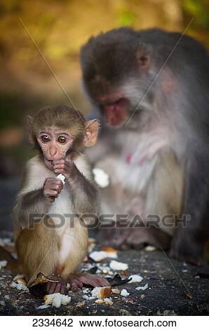 A monkey and it's mother eating together; Darjeeling, West Bengal, India View Large Photo Image Stock Image - A monkey and it's mother eating together; Darjeeling, West Bengal, India. Fotosearch
