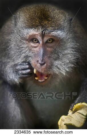 A monkey eating a banana; Ubud, Bali, Indonesia View Large Photo Image Stock Photography - A monkey eating a banana; Ubud, Bali, Indonesia. Fotosearch