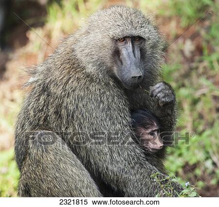 A Monkey With It's Baby In The Maasai Mara National Reserve; Maasai Mara Kenya View Large Photo Image Stock Photography - A Monkey With It's Baby In The Maasai Mara National Reserve; Maasai Mara Kenya. Fotosearch