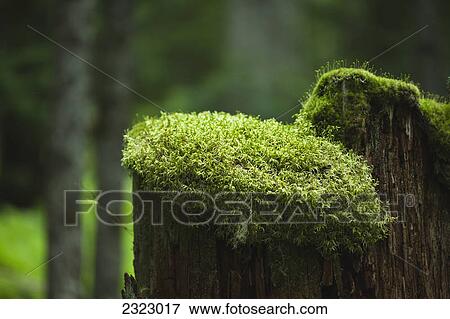 Stock Photo - A moss cap covers the top of an old tree stump; British columbia canada. Fotosearch