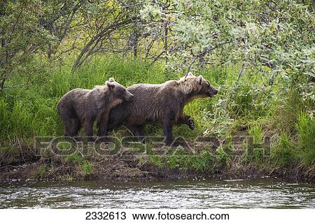 A mother brown bear and her cub watch for the approach of a large male bear while fishing in katmai national park; Alaska united states of america View Large Photo Image Stock Image - A mother brown bear and her cub watch for the approach of a large male bear while fishing in katmai national park; Alaska united states of america. Fotosearch