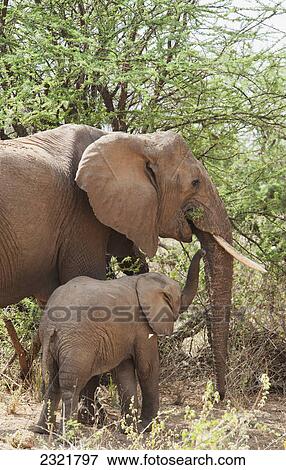 A Mother Elephant With Baby Eating From A Tree In The Samburu National Reserve; Kenya View Large Photo Image Stock Photo - A Mother Elephant With Baby Eating From A Tree In The Samburu National Reserve; Kenya. Fotosearch