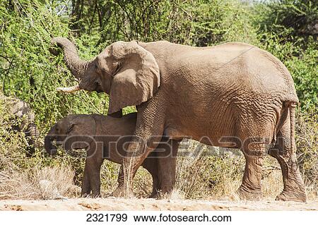 A Mother Elephant With Baby Eating From A Tree In The Samburu National Reserve; Kenya View Large Photo Image Stock Photo - A Mother Elephant With Baby Eating From A Tree In The Samburu National Reserve; Kenya. Fotosearch