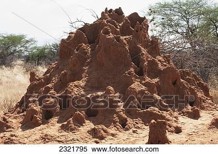 Stock Photography - A Mound Of Red Dirt With Numerous Holes Burrowed Into It; Maasai Mara Kenya. Fotosearch