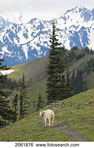 A Mountain Goat With A Tracking Beacon At Hurricane Ridge, Olympic National Park View Large Photo Image Stock Photograph - A Mountain Goat With A Tracking Beacon At Hurricane Ridge, Olympic National Park. Fotosearch
