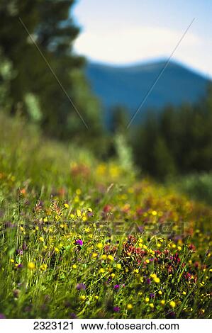 A mountain meadow full of wildflowers; Cadomin alberta canada View Large Photo Image Stock Image - A mountain meadow full of wildflowers; Cadomin alberta canada. Fotosearch
