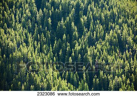 Stock Photograph - A mountain side of spruce forest; Kananaskis alberta canada. Fotosearch