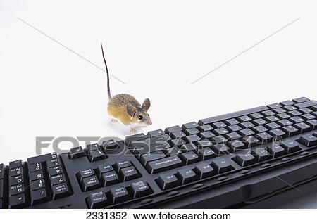 Stock Image - A mouse beside a computer keyboard; British columbia canada. Fotosearch