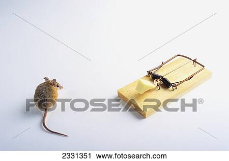 A mouse beside a trap; British columbia canada View Large Photo Image Stock Image - A mouse beside a trap; British columbia canada. Fotosearch
